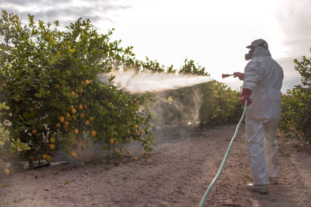 Best Pest Removal Services  in Maan, ND