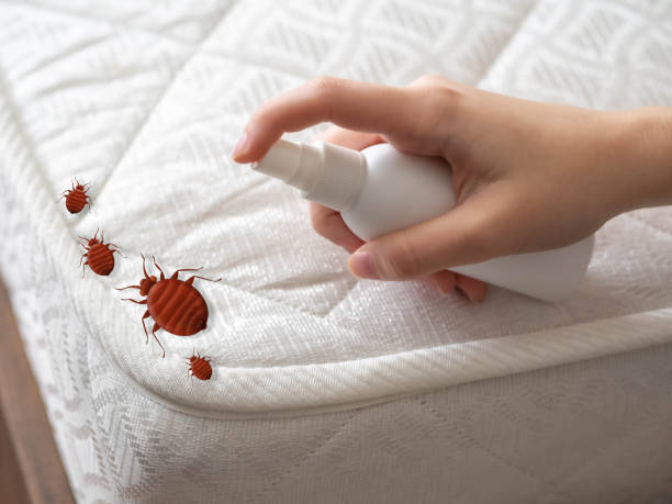 Best Pest Prevention Services  in Maan, ND