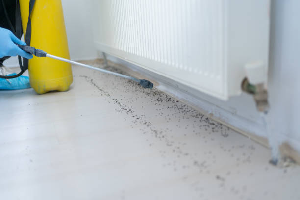 Best Termite Control Services  in Maan, ND